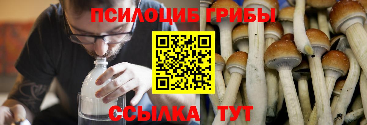 Псилоцибиновые грибы Psilocybe Белогорск
